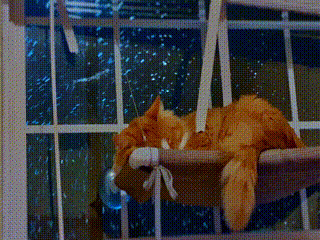 OrangeCatScreensaver