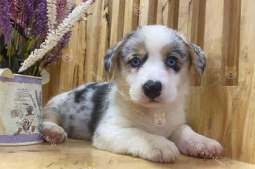 cho corgi cardigan blue merle cai 17