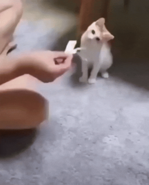 magic trick cat