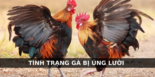 Nguyên nhân xuất hiện tình trạng gà bị úng lườn có thể do nhiều yếu tố khác nhau. Trong đó phải kể tới gà bị trầy xước, thiếu vitamin hoặc bị vật thể lạ đâm vào. 

Trường hợp chiến kê thi đấu về mà không được vệ sinh kỹ lưỡng rất dễ bị úng lườn. Nguyên nhân phải kể đến do chúng bị đối thủ làm bầm dập nhưng máu không thể lưu thông được.
#dagacuadao #dagathomonet