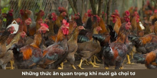 Tinh bột là một nhóm thực phẩm không thể thiếu trong khẩu phần ăn của những chú gà chọi non. Trước khi cho ăn, bạn cần cho ngâm gạo trong vòng khoảng 30 phút rồi chắt nước đi. Chọn gạo cần phải để tâm đến hạt không lép, không thối, hơn nữa còn phải là hạt tròn, chắc ruột, sàng lọc những vật bẩn.
#daga #dagathomo #dagathomonet