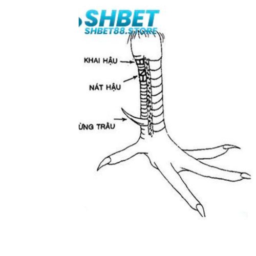 Việc đánh giá dựa chỉ vào vảy cá thể là hạn chế và không đầy đủ. Bên cạnh vảy, nhiều yếu tố khác cũng cần xem xét như cân nặng, giống, hình dáng, và đặc biệt là mắt. Nếu các yếu tố này đều ổn định và hoàn hảo, bạn có thể lựa chọn một con gà có vảy tốt. 
Tuy nhiên, việc xác định xem vảy có thể chỉ ra khả năng chiến đấu kém hay không vẫn chưa được xác định rõ ràng, và phụ thuộc nhiều vào kinh nghiệm của người chăn nuôi. Dù dựa trên kinh nghiệm của những người chuyên về đá gà trực tiếp, số liệu này vẫn chưa đủ lớn để kết luận chính xác. Tuy nhiên, quyết định cuối cùng vẫn thuộc về người chăn nuôi. Để tìm ra một con gà trống mang lại thành công, việc tìm kiếm sự tư vấn từ một chuyên gia trong ngành là rất quan trọng.

—----------------

Xem thêm: https://shbet88.store/vay-ga-khai-hau/
Liên hệ: 032 7659 222
Địa chỉ: 352 Lê Trọng Tấn, Sơn Kỳ, Tân Phú, TPHCM, Việt Nam
#nhacaishbet #shbet #shbet88