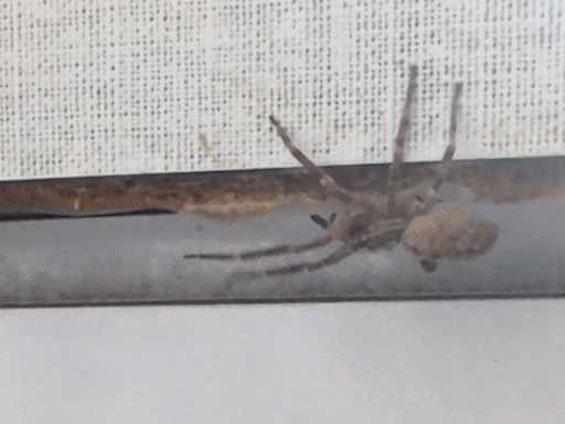 https://s13.gifyu.com/images/SGhDn.gif