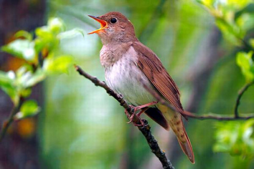 Solovey Luchshiy Iz Luchshih