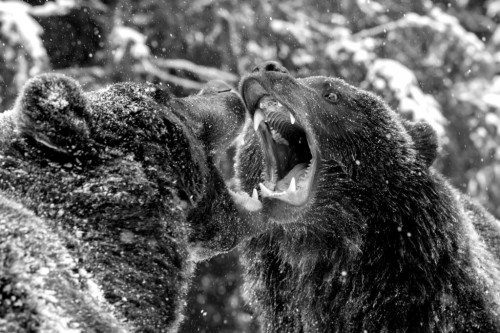 Blaine Anthony

Blaine Anthony is a pretty simple guy from Maine. Blaine became curious about bears when viewing them in the outdoors and thought to himself, “They seem to think about everything they do” and that became a lifelong passion.

Blaine Anthony has never thought of himself as a bear expert, rather he pursued some of the most experienced and smartest bear experts in their particular field of studying bears.

He has been quoted quite often that certain bear experts have forgotten more about bears than he will ever know. He simply wants to share some of his knowledge he has learned through the years, going over biology, conservation, habitat and more and in one place, The Bear Whisperer Blog.

National TV Show “The Hitmen”  Website
hitmentv.com


Blaine Anthony Website
www.blaineanthony.com

https://nyweekly.com/entertainment/blaine-anthony-star-of-the-bear-whisperer-and-president-of-nature-productions-continues-to-blaze-trails-in-the-great-outdoors/