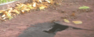 b2FIs.gif