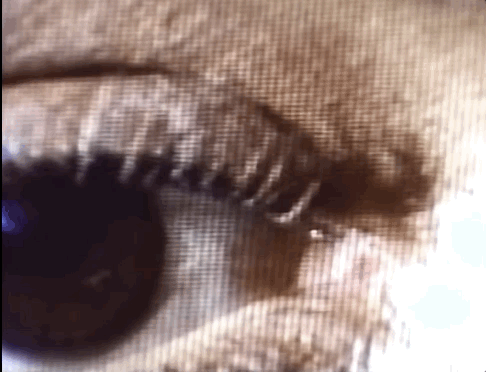 https://s13.gifyu.com/images/b2nNd.gif