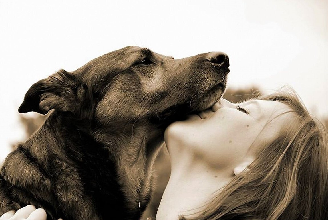 dog 3586281 1280 1