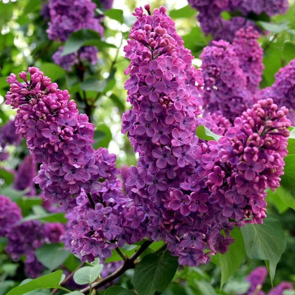 Lilak obecny LUDWIG SPEATH TMAVE FIALOVY Syringa VELKA SAZENICE 100 CM Kod vyrobce lilak sadzonki