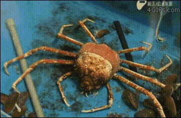 https://s13.gifyu.com/images/b7qkP.gif