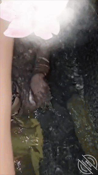 GIF Image