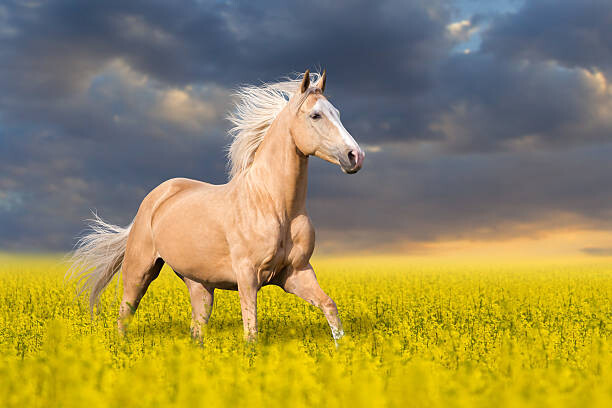 istockphoto 484500358 612x612
