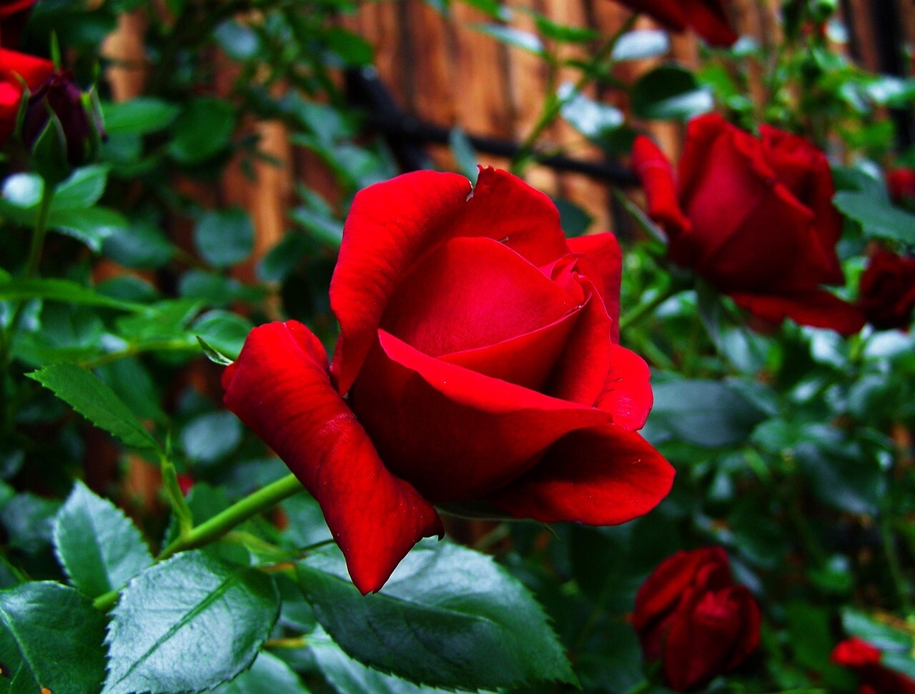 red rose 782247 1280