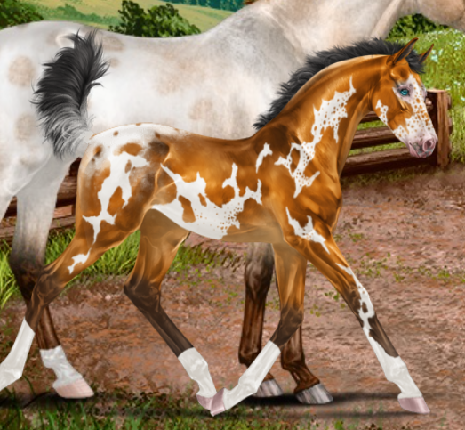 CSEQ pride of centura