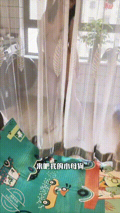 GIF Image
