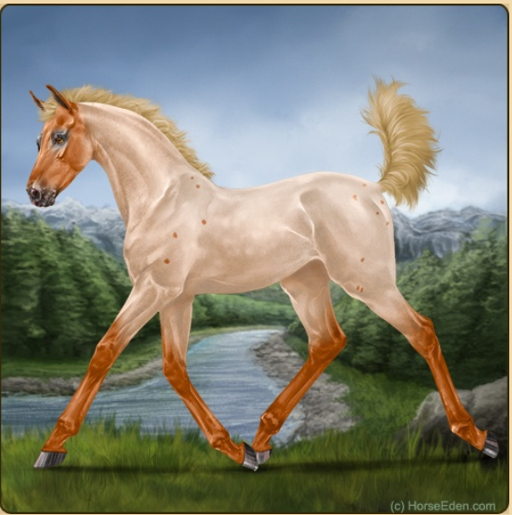 Tree Springs foal