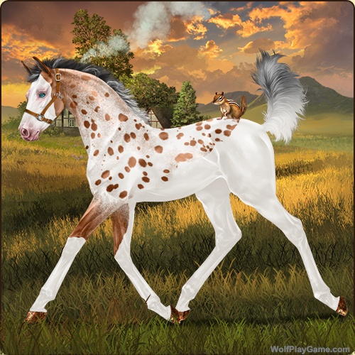 Penny Polo