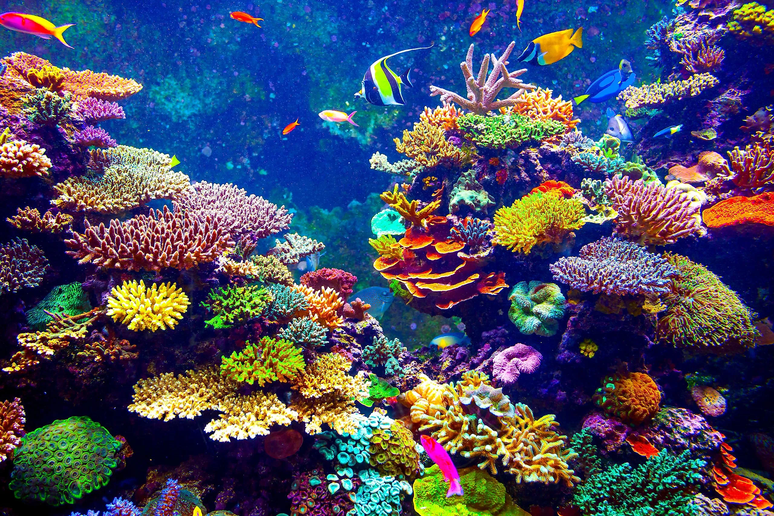 coral reef singapore aquarium volodymyr goinyk