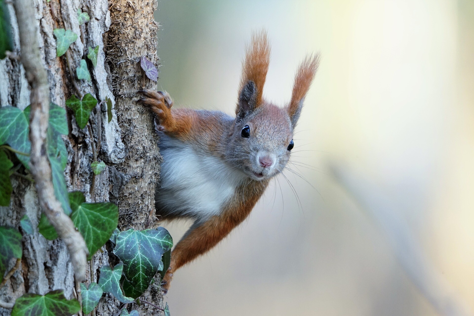 squirrel 7025721 1920