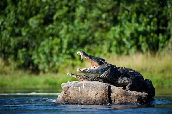 depositphotos 3800617 stock photo nile crocodile