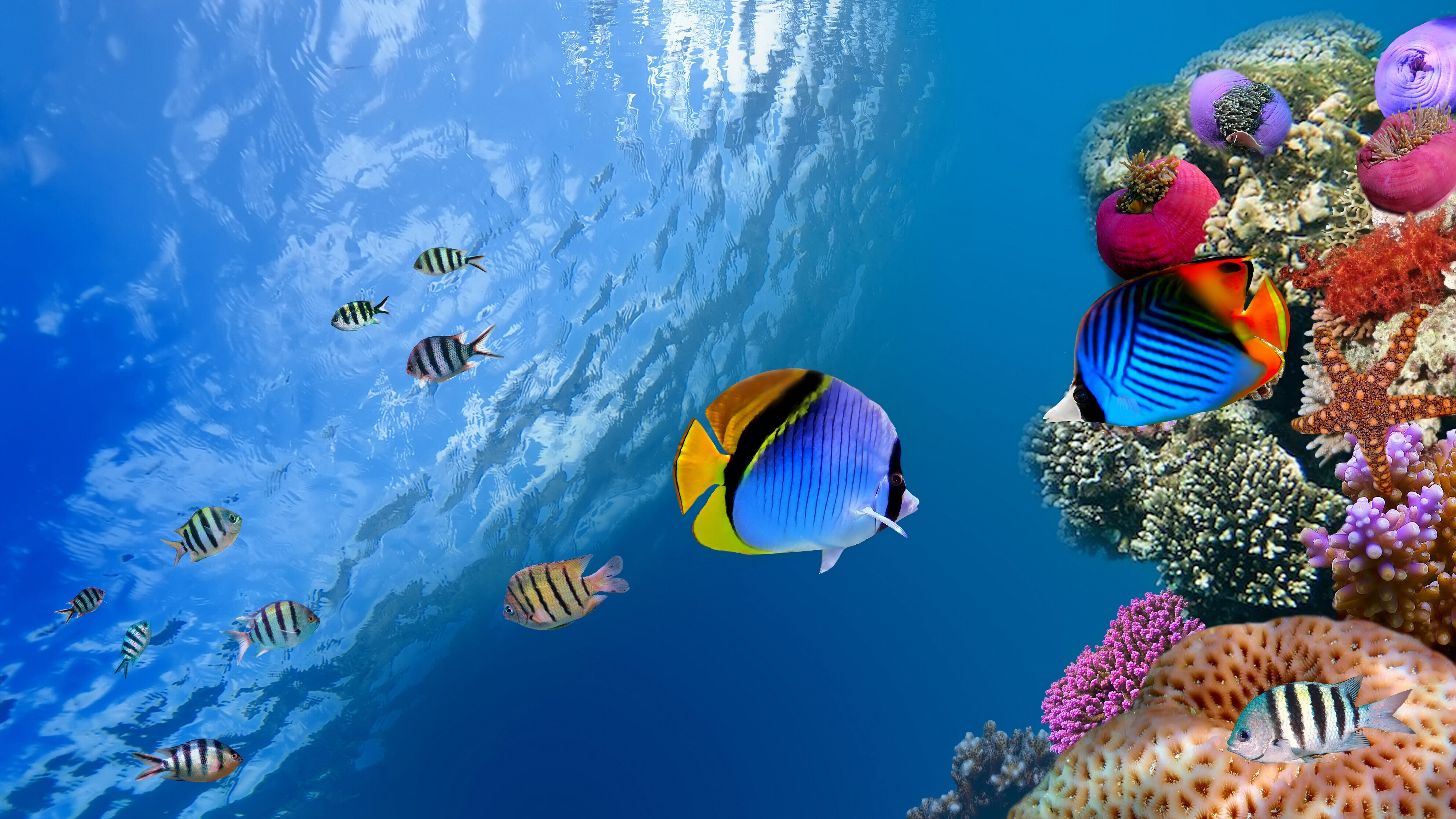 blue coral reef ocean sea 1564673