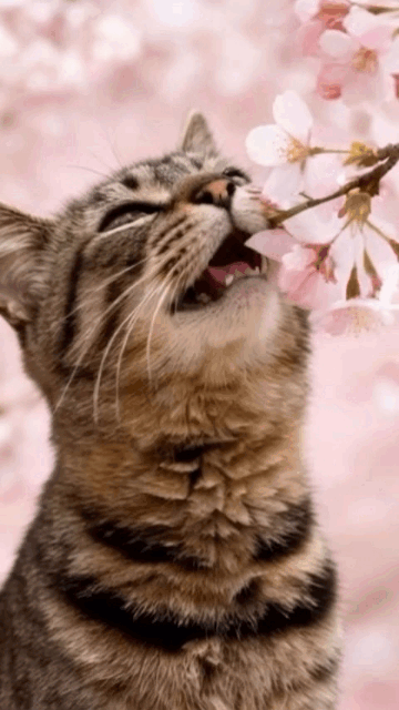 https://s13.gifyu.com/images/bltsK.webp
