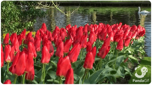 tulipány a voda
