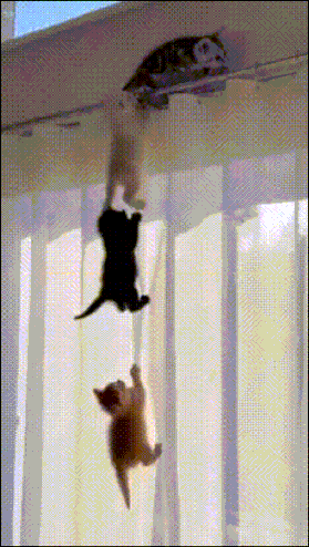bmEns.gif