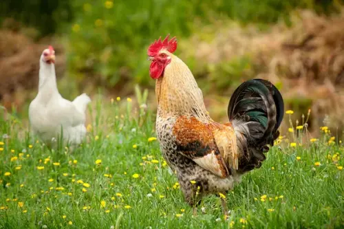 depositphotos 9012061 stock photo hen and rooster in the