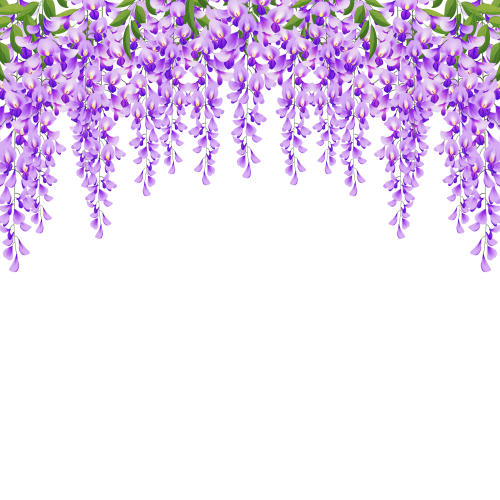 —Pngtree—beautiful purple wisteria flower 8091232