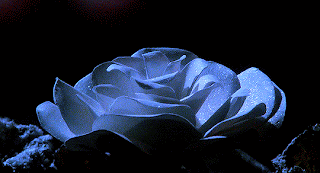 bmQkh.gif