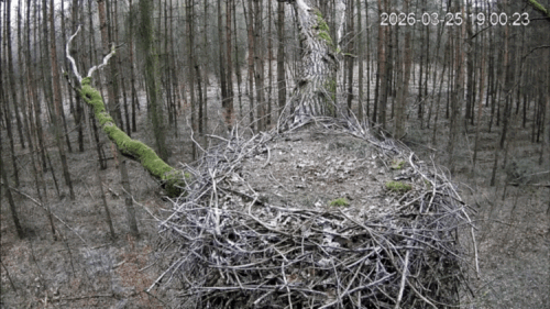 VideoToGif (1)