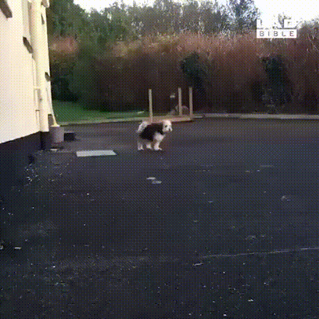 bmpUF.gif
