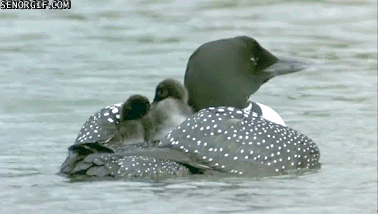 373832f34f43815fe19ffbb49006cf9bfbda3ea4 ezgif.com webp to gif converter