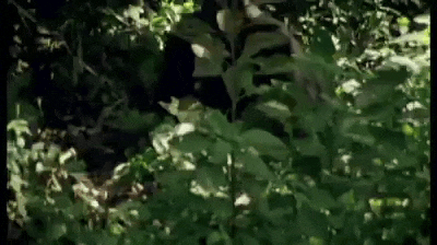 bn6VE.gif