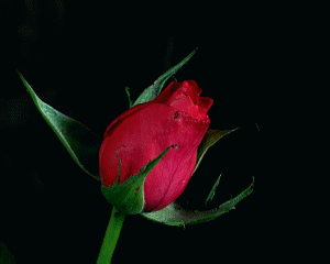 https://s13.gifyu.com/images/bnK85.webp
