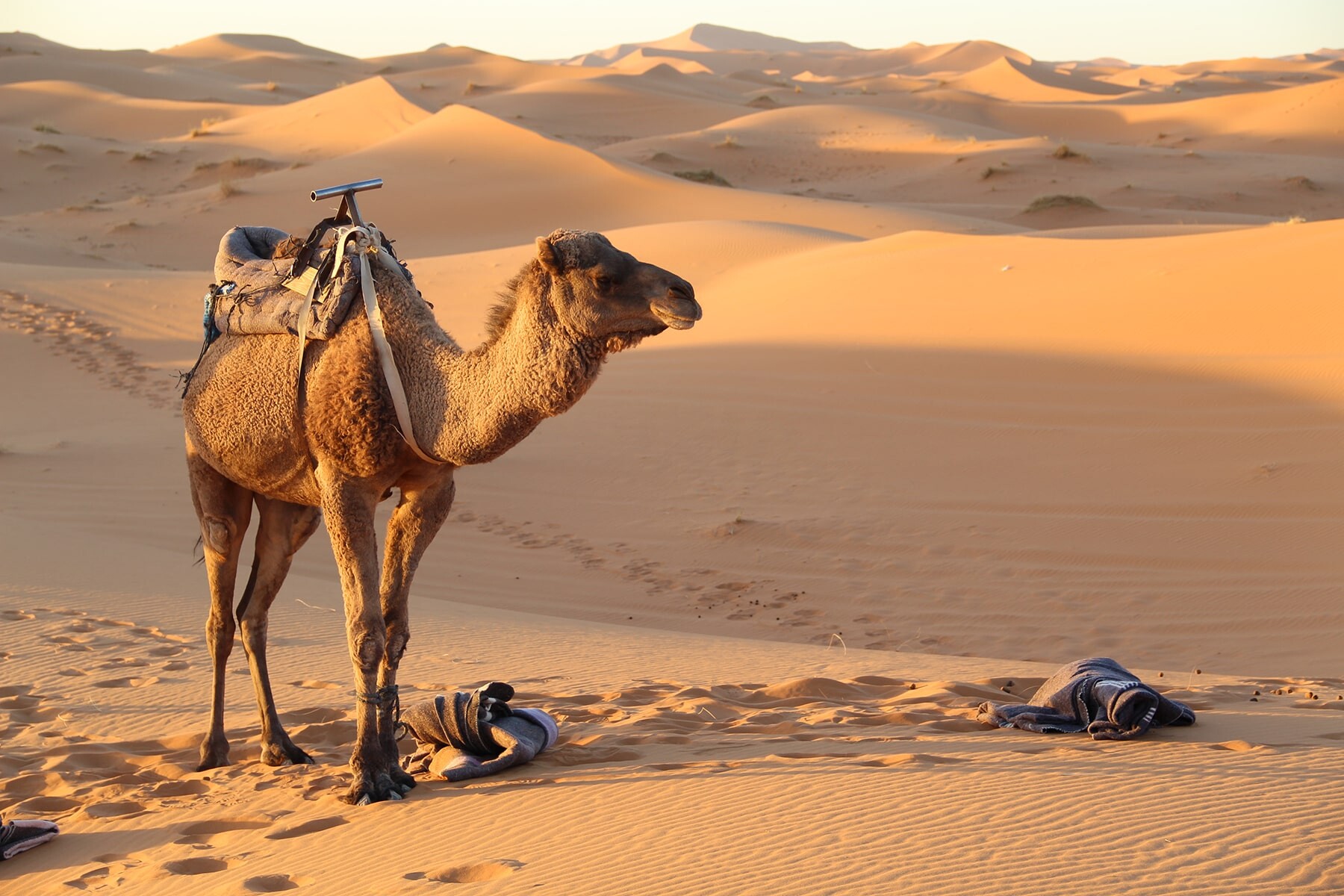 149 Sahara desert camel