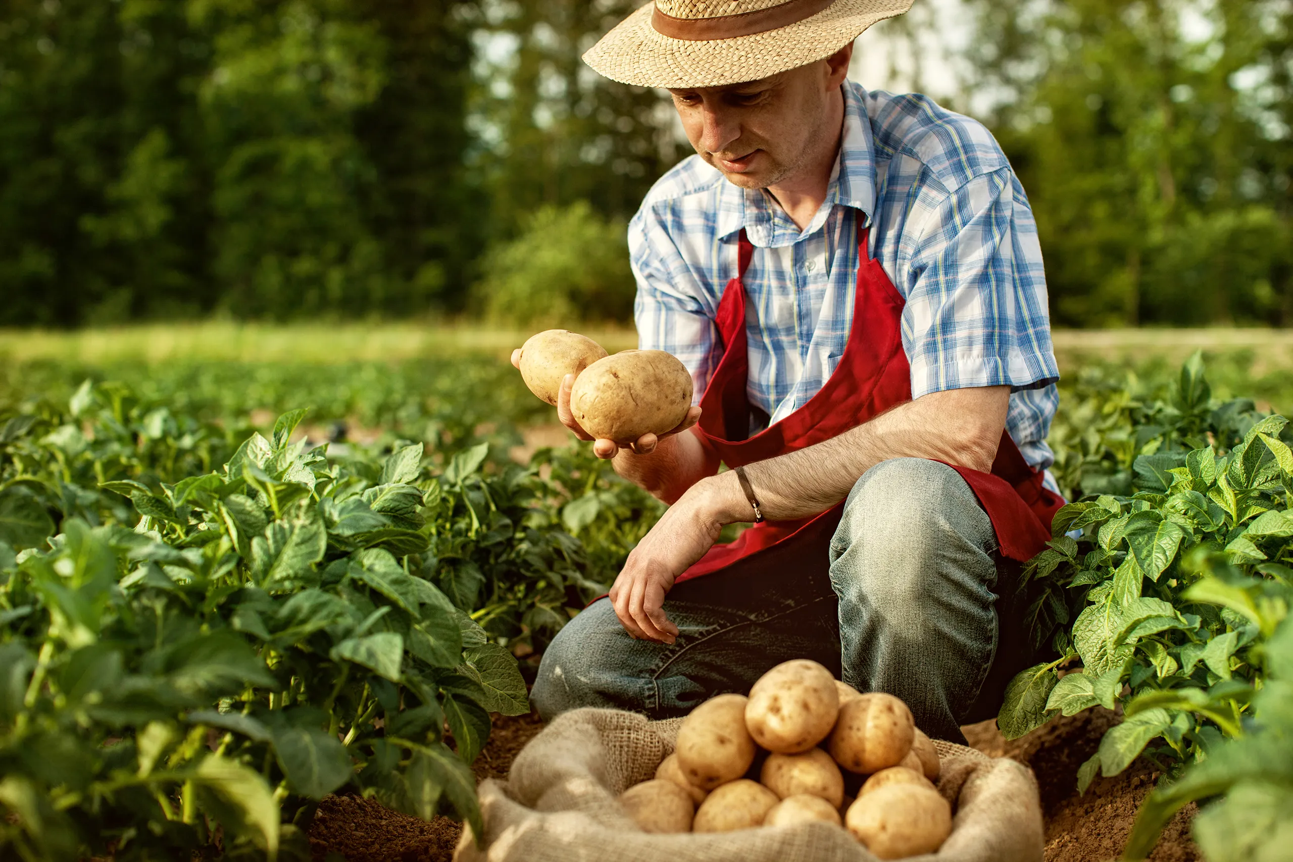 Shouts Potato Harvest