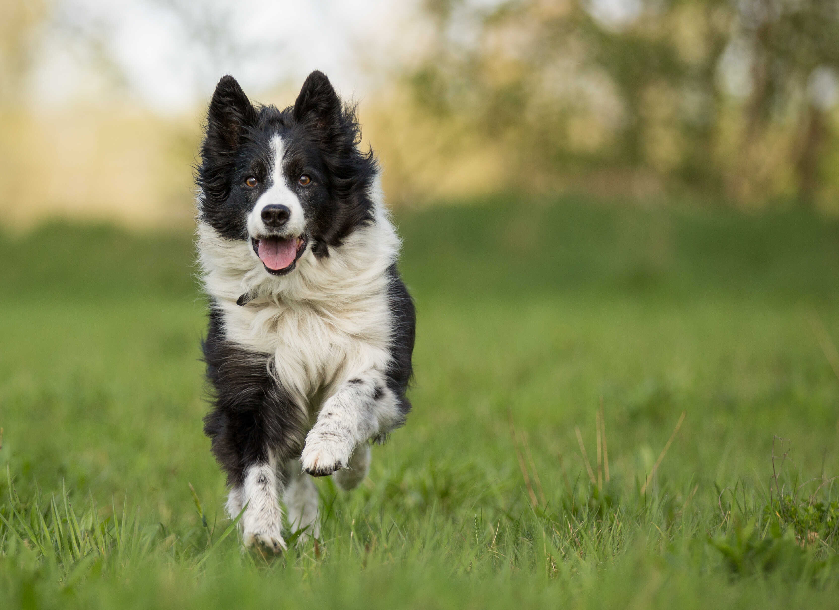 border collie lr
