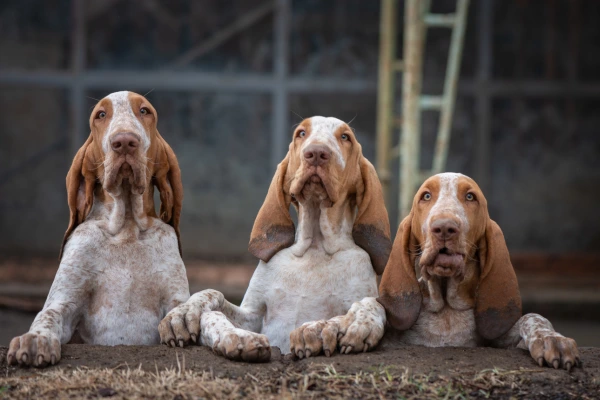 bracco italiano