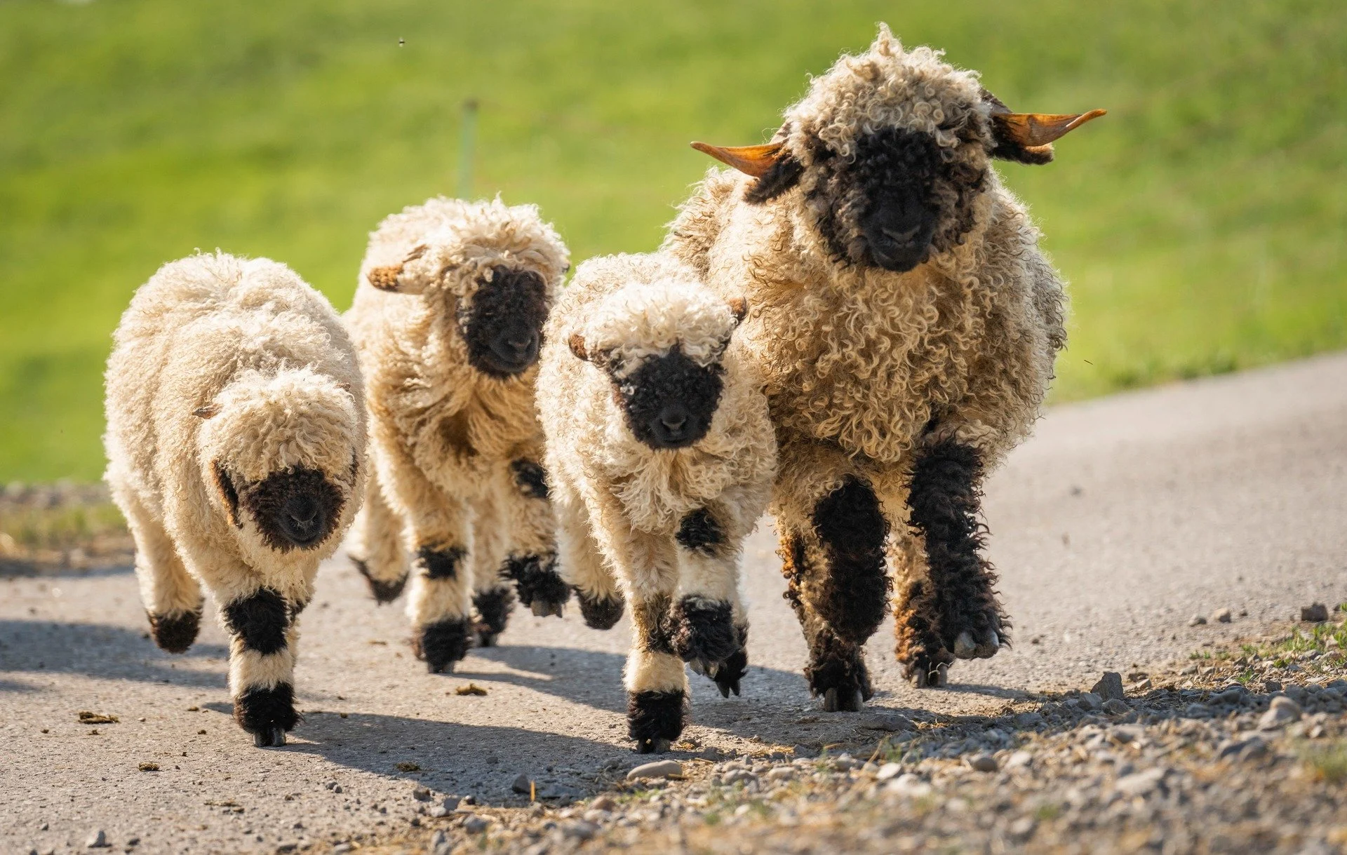 capo lana schafe gasser ceramic 3