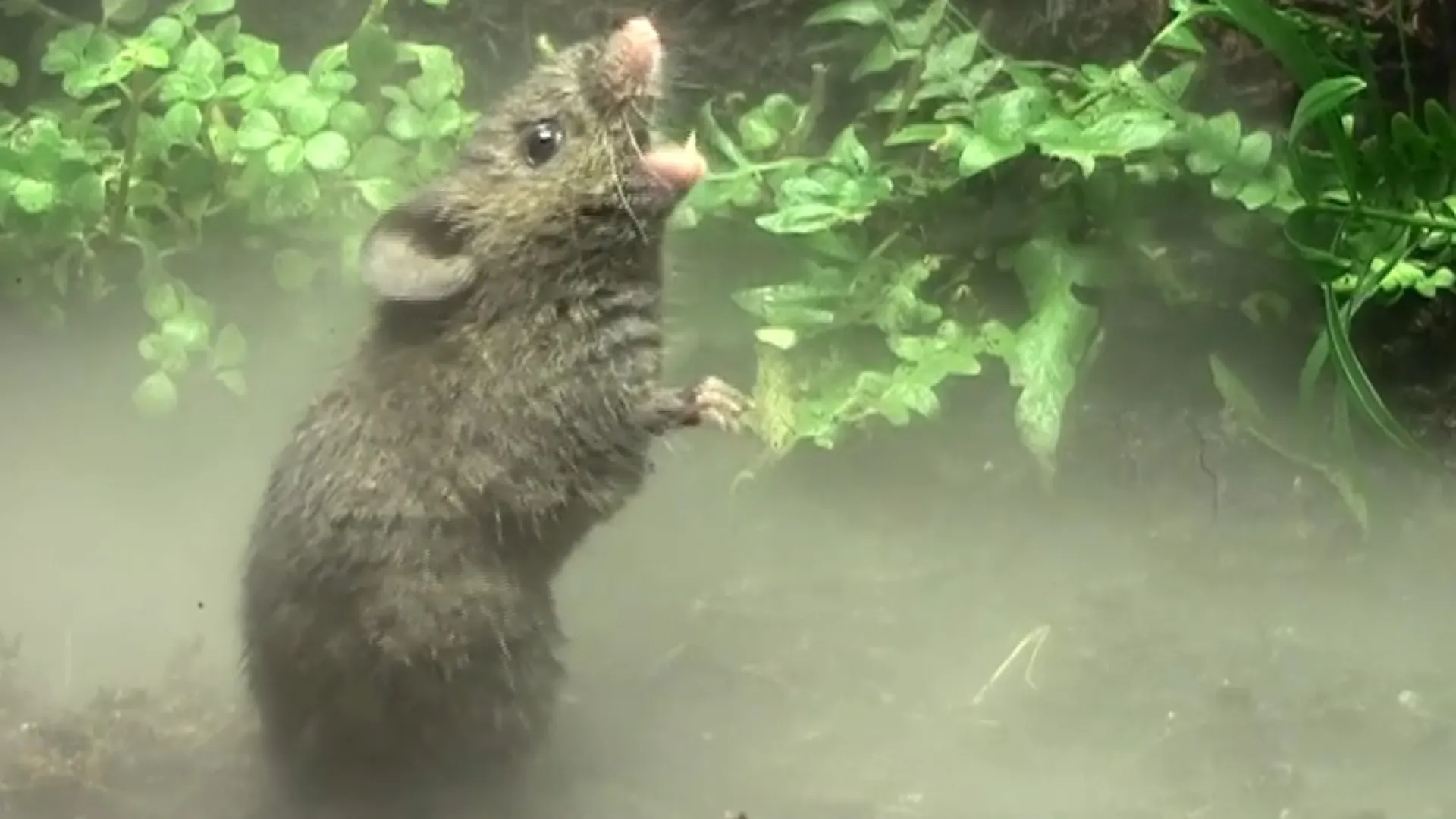 ZDgzNjgxNzkxMDkwZjk2MVmr8 JpcNc67fvDm0bP5TVWN4pTicex8EEu6jYhXwDnhlYIqv2FUDkzuiop vAxu8giUYbGoNkAOw3W