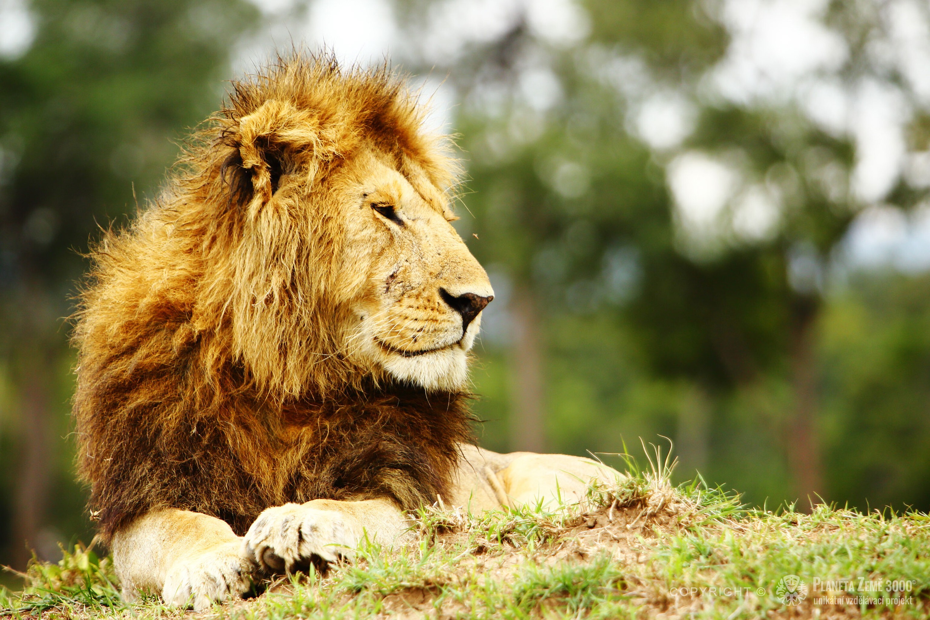 Keňa Masai Mara lev pustinný 10401737