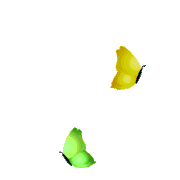 ani butterfly81
