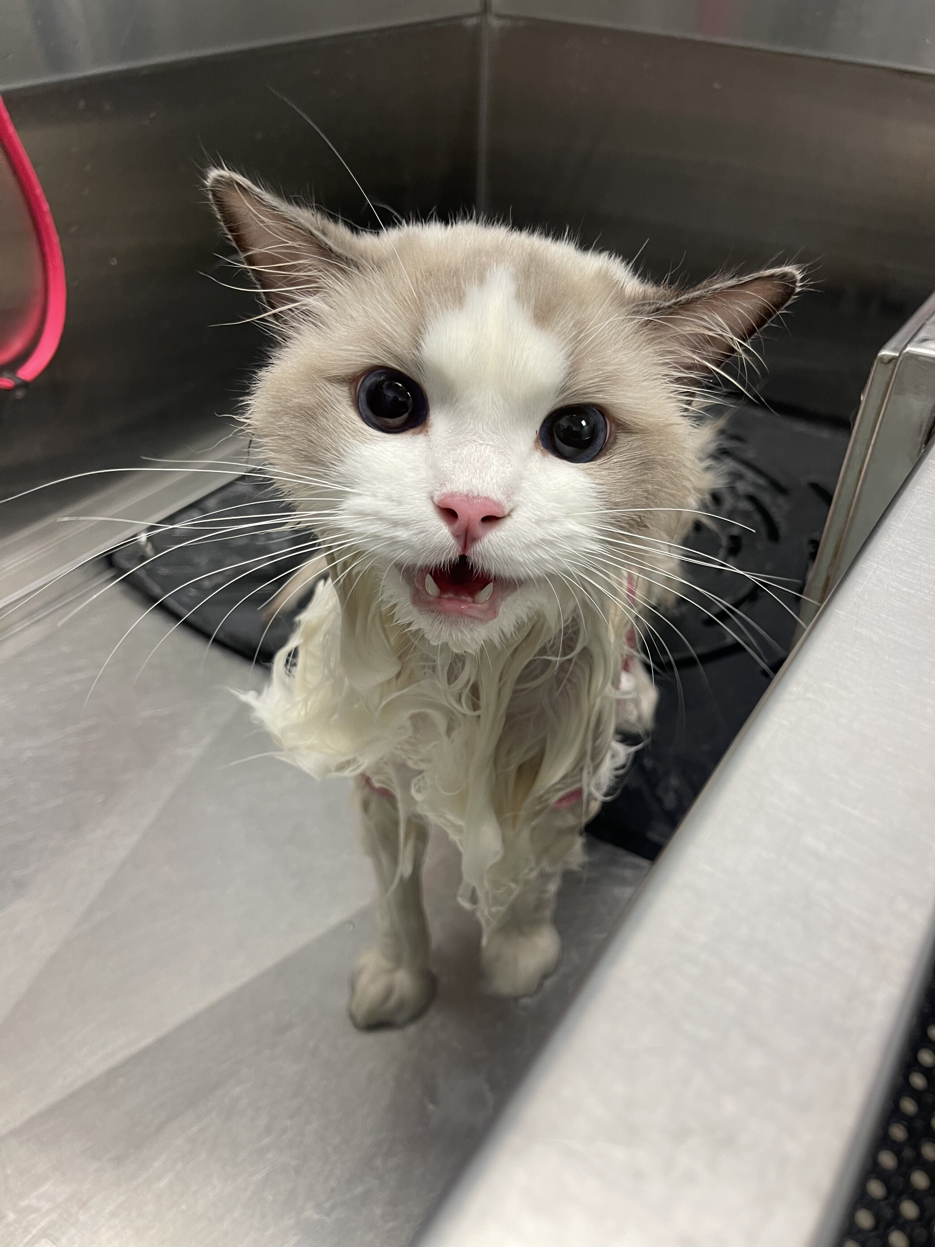 IMG 1685 - Gifyu