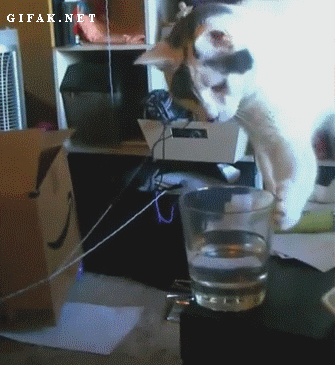 https://s13.gifyu.com/images/buVgQ.gif