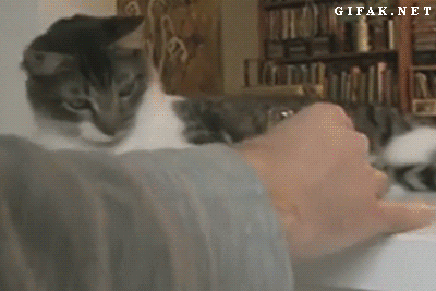 https://s13.gifyu.com/images/buVgn.gif