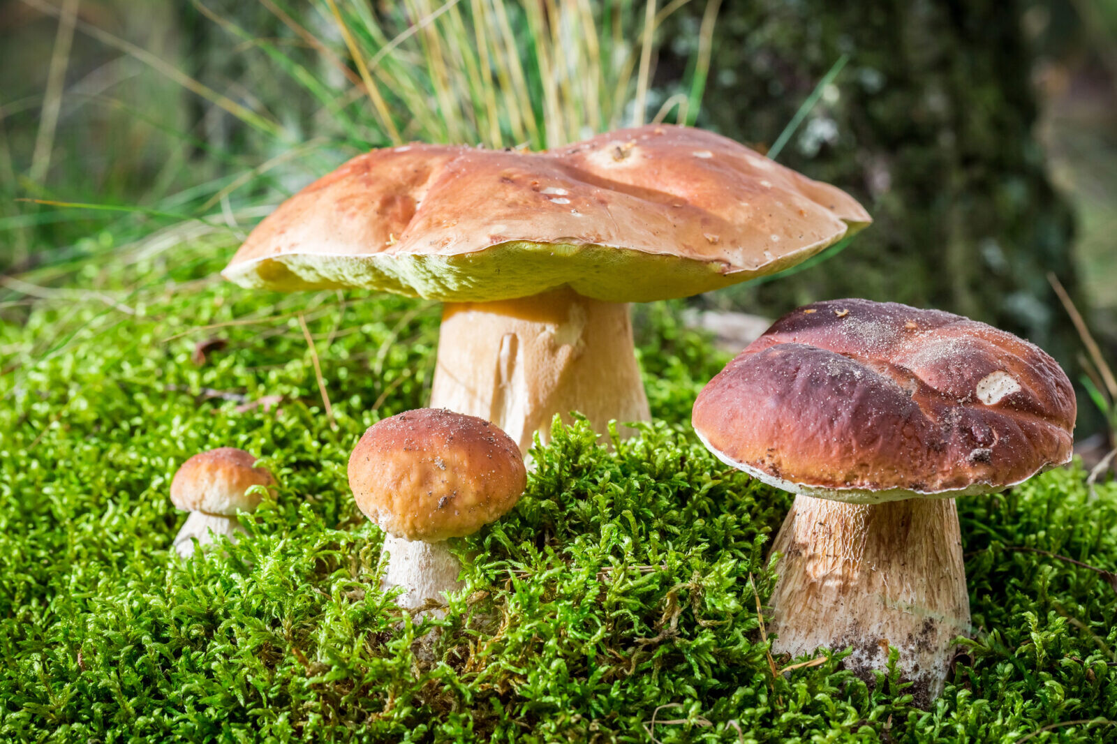 Depositphotos 53485435 L