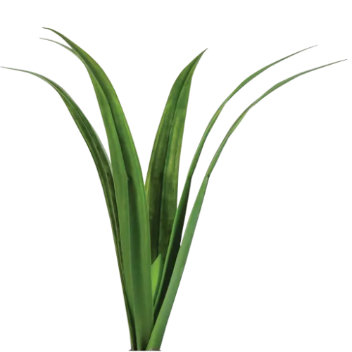 Alphapinetree4