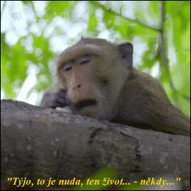 bvFy0.gif